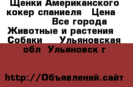 Щенки Американского кокер спаниеля › Цена ­ 15 000 - Все города Животные и растения » Собаки   . Ульяновская обл.,Ульяновск г.